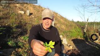 How to kill goutweed using leaves  MaritimeGardeningcom [upl. by Ianahs475]