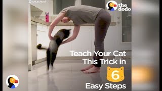 How To Teach Your Cat A Trick In 6 Easy Steps  The Dodo [upl. by Ever]