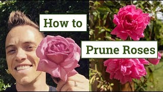 How to Prune Roses the Beginners Guide [upl. by Enylodnewg]