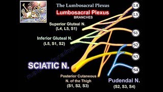 Lumbosacral Plexus  Everything You Need To Know  Dr Nabil Ebraheim [upl. by Wally]