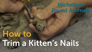 How to Trim a Kittens Nails [upl. by Eveleen]