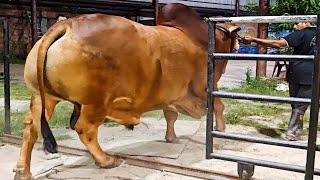 Big Sahiwal Bull [upl. by Atnamas]