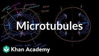 Microtubules  Cells  MCAT  Khan Academy [upl. by Champ482]