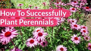 How To Successfully Plant Perennials  Joy Us Garden [upl. by Hamehseer]