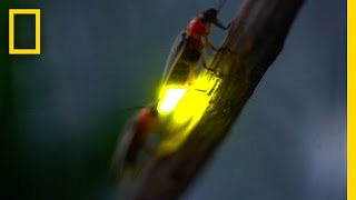 Watch Fireflies Glowing in Sync to Attract Mates  National Geographic [upl. by Deland218]