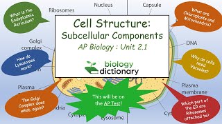 Cell Structure Subcellular Components  AP Biology 21 [upl. by Weigle406]