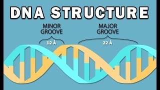 STRUCTURE OF DNA [upl. by Nylodnewg197]