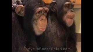 Chimp dinner time 🐵 🍽  Myrtle Beach Safari [upl. by Waite284]