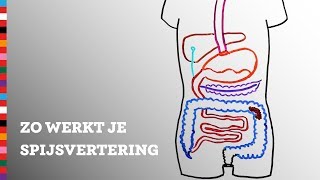 Hoe werkt je spijsvertering  Voedingscentrum [upl. by Ensign]