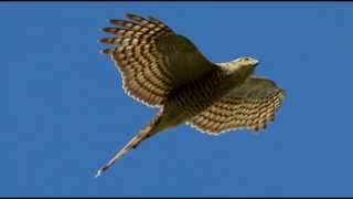 Sparrowhawk Bird Call Bird Song [upl. by Kathi488]