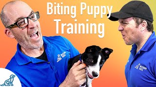 How To Prevent Your Puppy From Biting  Professional Dog Training Tips [upl. by Noreh]