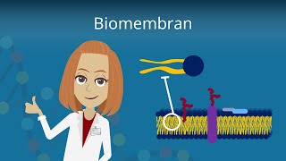 Biomembran  Aufbau und Funktion [upl. by Acsot860]