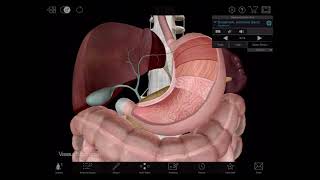 Visible Body  3D Tour of the Digestive System [upl. by Oirramed352]