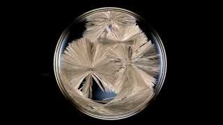 How to Grow Sodium Acetate Crystals [upl. by Nalloh]