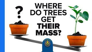 Where Do Trees Get Their Mass [upl. by Miko]