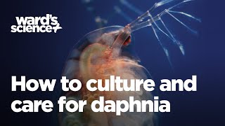 Caring and Culturing for Daphnia [upl. by Nunciata]