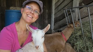 The Best Dairy Goats for Homesteading [upl. by Ravaj]