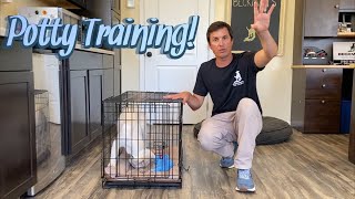 Potty Training your puppy [upl. by Warenne]