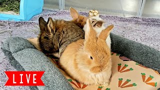 LIVE Bunny Cam Baby Bunnies Playing [upl. by Haisi240]