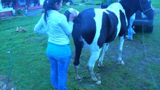 Inseminacion Artificial Yegua Pinta [upl. by Nylednarb677]