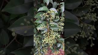 Ligustrum lucidum glossy privet [upl. by Leunam]