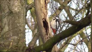 Great Spotted Woodpecker drumming [upl. by Adimra]