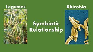 Biological Nitrogen Fixation by Legumes [upl. by Doowron246]