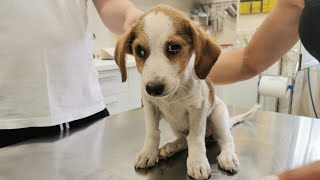 Abandoned sick puppy rescued just in time [upl. by Terrena]