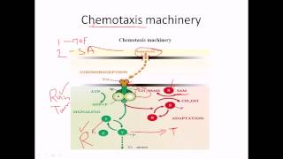 Chemotaxis of flagella [upl. by Pharaoh]