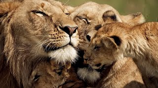 The Strongest LION PRIDE in Luangwa Valley  National Geographic Documentary 2020 Full HD 1080p [upl. by Hiltan951]