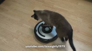 Cat shows HOW TO use iRobot Roomba Vacuum [upl. by Davita]