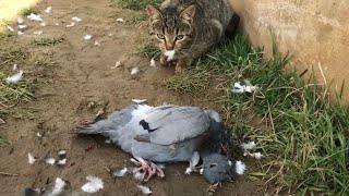 Cat Kills A Pigeon  Full Video [upl. by Vern]