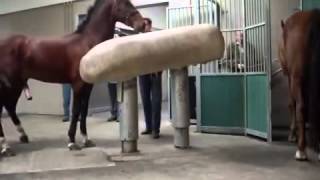 Mating Horses Breeding  HORSE MATING Donating Sperm MIX [upl. by Amend348]