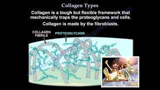 Collagen Types  Everything You Need To Know  Dr Nabil Ebraheim [upl. by Nitsirc]