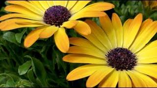 Flower time lapse  Growing African daisy Osteospermum [upl. by Rutherfurd]