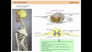 Het zenuwstelsel samengevat  deel 2 [upl. by Theodora740]