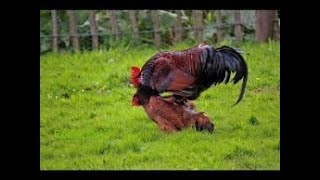 Rooster Group Mating With Chicken  Hen [upl. by Lareneg]