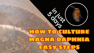 How to Culture Magna Daphnia Easily [upl. by Newob]