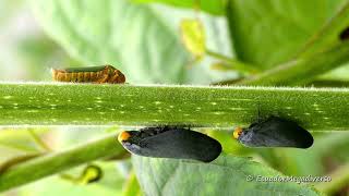 A Leafhopper and two Froghoppers feeding on sap of a plant in Ecuador [upl. by Okika49]