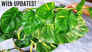 Grow THIS Pothos amp Get Bigger Leaves INSTANTLY [upl. by Eniamert]