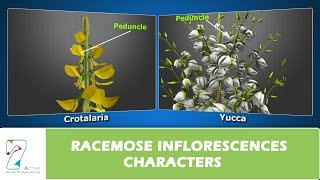 RACEMOSE INFLORESCENCES CHARACTERS [upl. by Chuck]