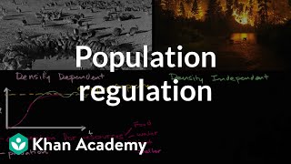 Population regulation  Ecology  Khan Academy [upl. by Socha]