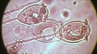 Klärwerk Biologische Reinigung [upl. by Akihsay]