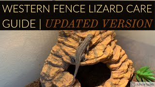 Western Fence Lizard Care Guide  Updated Version [upl. by Buroker]