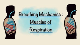 Muscles of Respiration  Breathing Mechanics  Respiratory Physiology [upl. by Irtemed]