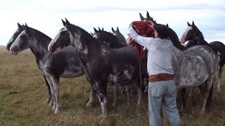 INCREIBLE TROPILLA ENTABLADA DE 10 CABALLOS  VENDIDA  WWWLOSEQUINOSCOM [upl. by Bouton]