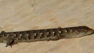 Southern alligator lizard and Western fence bluebelly lizard staking their turfs [upl. by Neall]