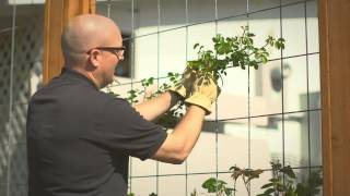 Planting and training your climbing rose [upl. by Ynohtnad874]