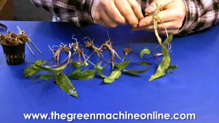 Preparing a Cryptocoryne for planting in an aquarium [upl. by Gregrory]