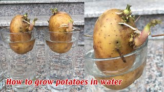 How to grow potatoes in water [upl. by Marcia]